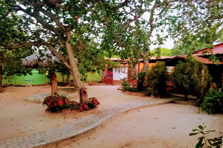 Quintal com árvores e jardim